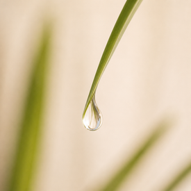 Goutte d'eau sur tige végétale — EmoGreen, émollient d'origine végétale